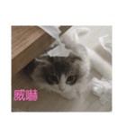 猫猫猫猫スタンプレゼントにどうぞ！！（個別スタンプ：14）