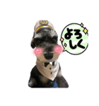 シュナウザー ポアロ2（個別スタンプ：3）