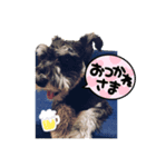 シュナウザー ポアロ2（個別スタンプ：5）