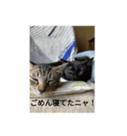 猫スタンプ！！！！（個別スタンプ：8）