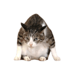 虚無にゃす（個別スタンプ：1）