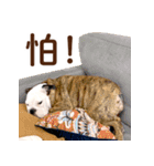 ブルドッグ ウジの日常（個別スタンプ：1）