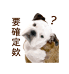 ブルドッグ ウジの日常（個別スタンプ：2）