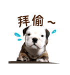 ブルドッグ ウジの日常（個別スタンプ：7）
