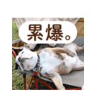 ブルドッグ ウジの日常（個別スタンプ：10）