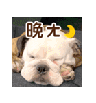 ブルドッグ ウジの日常（個別スタンプ：12）