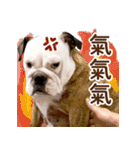 ブルドッグ ウジの日常（個別スタンプ：13）