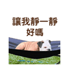 ブルドッグ ウジの日常（個別スタンプ：20）