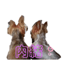 よーきーず2（個別スタンプ：15）