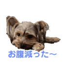 よーきーず2（個別スタンプ：17）