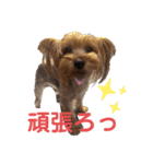 よーきーず2（個別スタンプ：29）
