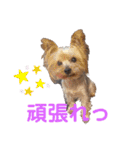 よーきーず2（個別スタンプ：31）