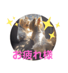 よーきーず2（個別スタンプ：34）