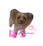 よーきーず2（個別スタンプ：35）