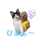 よーきーず2（個別スタンプ：36）