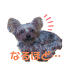 よーきーず2（個別スタンプ：38）