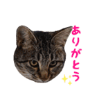 猫写真スタンプ②（個別スタンプ：28）