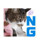 泉の猫スタンプ（個別スタンプ：4）