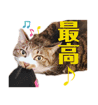 泉の猫スタンプ（個別スタンプ：5）