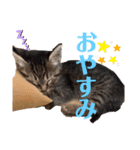 泉の猫スタンプ（個別スタンプ：8）