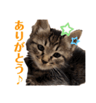 泉の猫スタンプ（個別スタンプ：10）