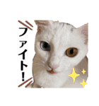 泉の猫スタンプ（個別スタンプ：13）