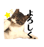 泉の猫スタンプ（個別スタンプ：14）