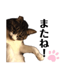 泉の猫スタンプ（個別スタンプ：15）