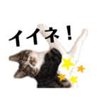 泉の猫スタンプ（個別スタンプ：16）