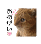 泉の猫スタンプ（個別スタンプ：17）