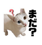 泉の猫スタンプ（個別スタンプ：18）