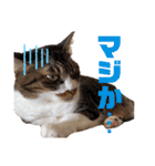 泉の猫スタンプ（個別スタンプ：24）