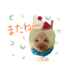 運気アップ cookie（個別スタンプ：8）