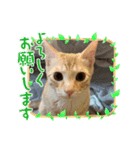 そらとむぎの茶トラ兄弟（個別スタンプ：1）