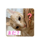 そらとむぎの茶トラ兄弟（個別スタンプ：2）
