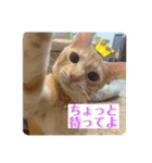 そらとむぎの茶トラ兄弟（個別スタンプ：3）