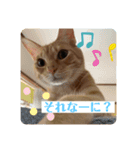 そらとむぎの茶トラ兄弟（個別スタンプ：4）
