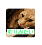 そらとむぎの茶トラ兄弟（個別スタンプ：6）