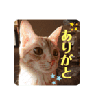 そらとむぎの茶トラ兄弟（個別スタンプ：7）
