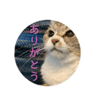 ちびみや〜応援＆ちょいエモスタンプ〜（個別スタンプ：11）