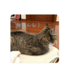 ちびみや〜応援＆ちょいエモスタンプ〜（個別スタンプ：17）