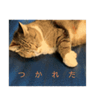 ちびみや〜応援＆ちょいエモスタンプ〜（個別スタンプ：22）