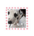 ダルメシアンパピー桜虎【ピンクレッド】（個別スタンプ：2）