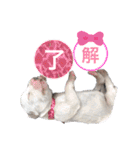 ダルメシアンパピー桜虎【ピンクレッド】（個別スタンプ：9）