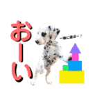ダルメシアンパピー桜虎【ピンクレッド】（個別スタンプ：21）