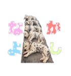 ダルメシアンパピー桜虎【ピンクレッド】（個別スタンプ：23）