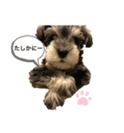 ミニシュナJILLくん（個別スタンプ：4）