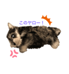 ミニシュナJILLくん（個別スタンプ：7）