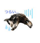 ミニシュナJILLくん（個別スタンプ：8）
