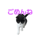 おうち猫はなちゃんのスタンプ（個別スタンプ：3）